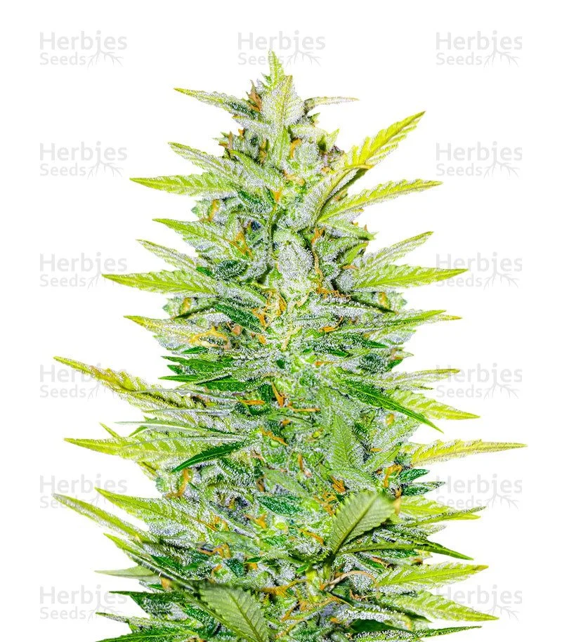 Dozy Whale Seeds (AlphaFem Seeds)