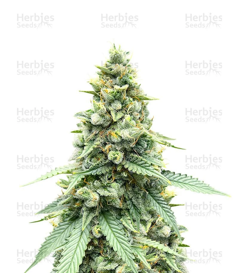 Gorilla Cookies Fast Flowering Seeds(Fast Buds)