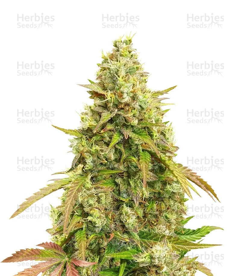 Auto White Widow Seeds (Dutch Passion)