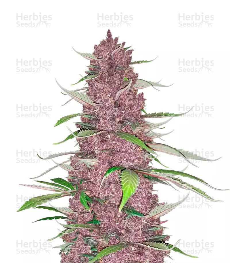 Purple Juice Seeds (Herbies Seeds)