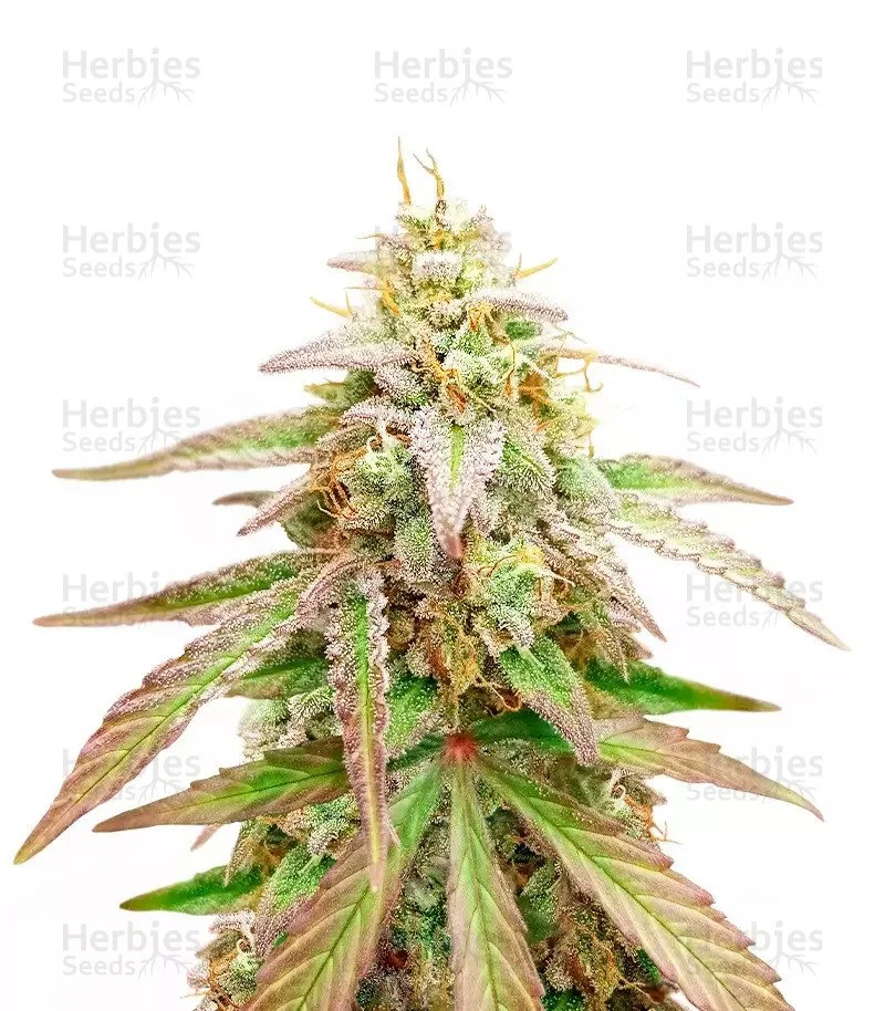 Gelato x Girl Scout Cookies (Herbies Seeds)