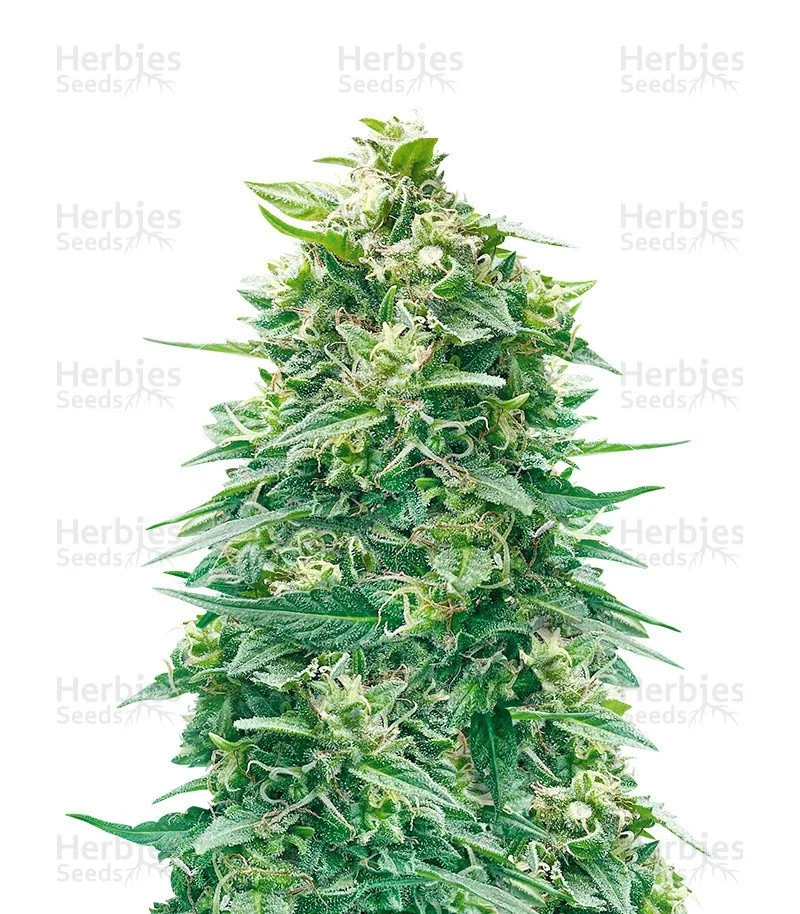 Watermelon Z Auto feminized seeds