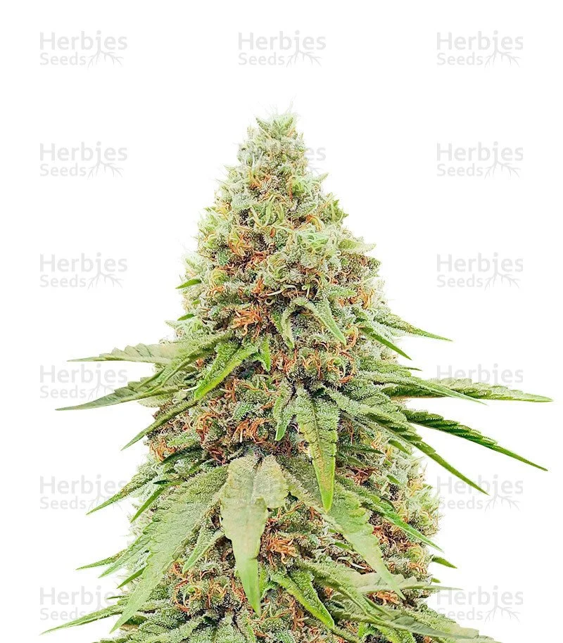 Ice Cream Cake Seeds (Barney's Farm)