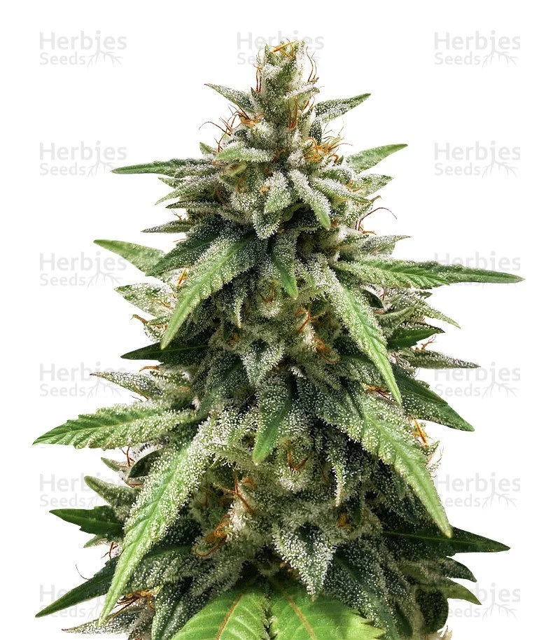 GG#4 Original Glue Seeds (Blimburn Seeds)