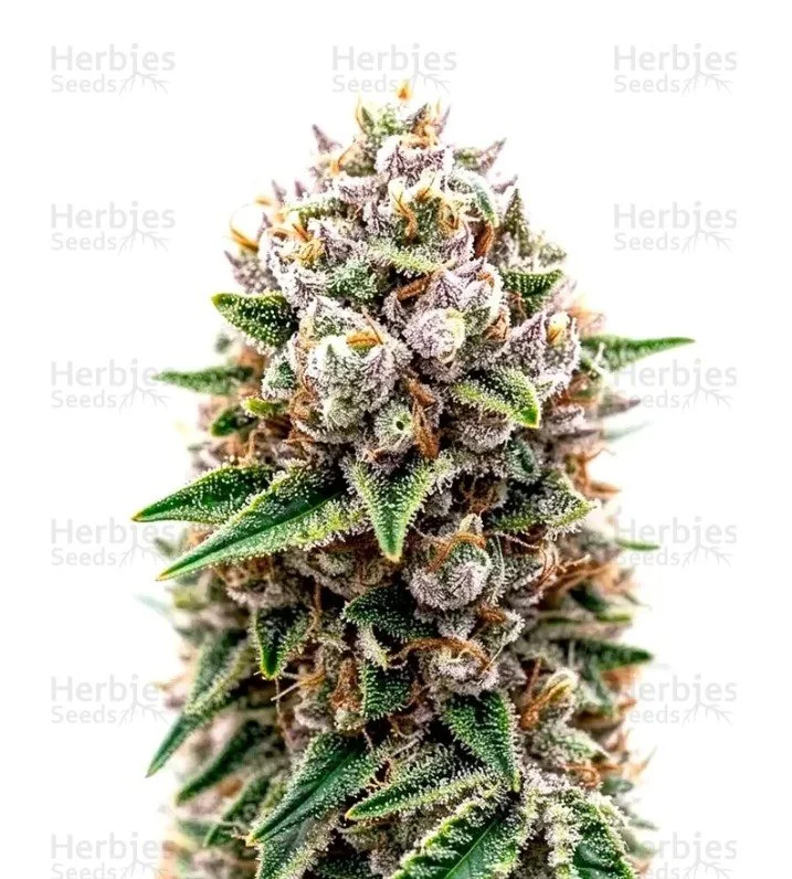 Super Lemon Haze x RS11 Seeds