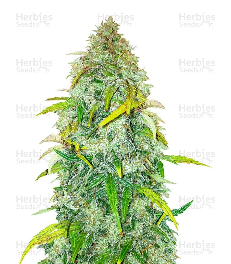 Auto Colorado Cookies Seeds