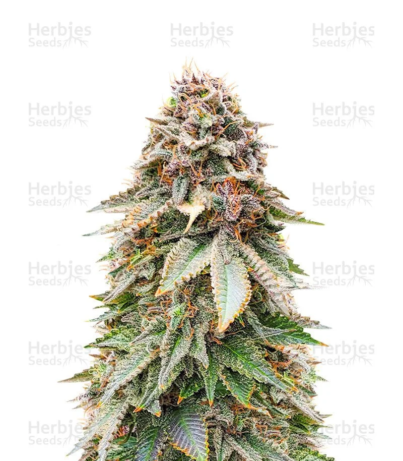 Blackberry Moonrocks Seeds (AlphaFem Seeds)