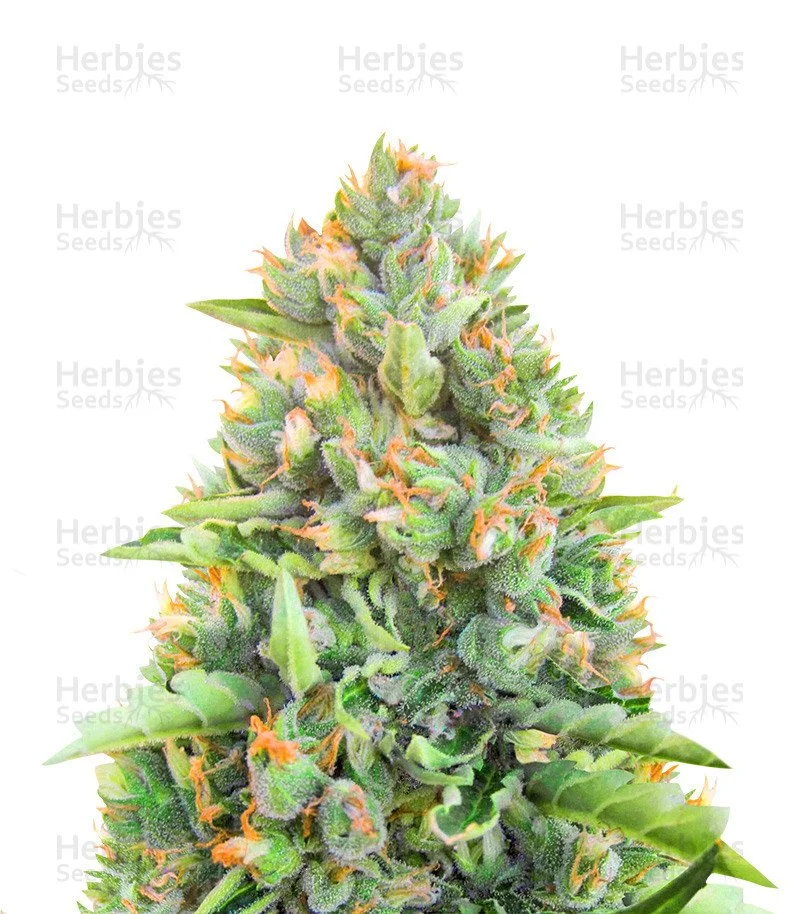 Blue Dream Autoflower (Herbies Seeds)