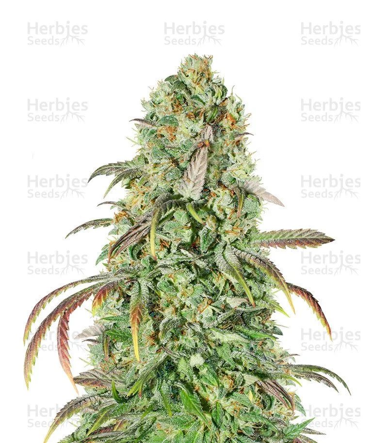 Liberty Haze Seeds