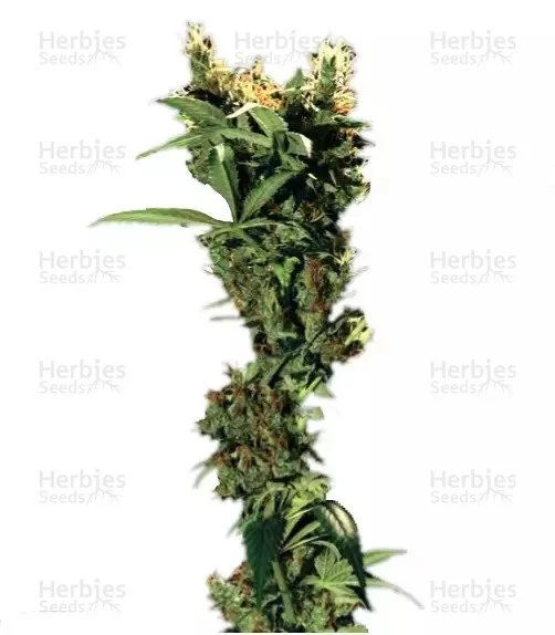 Arjan's Strawberry Haze Seeds