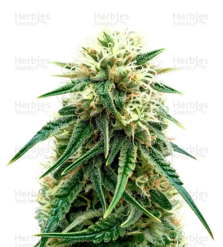 Sensi Purple Kush Seeds