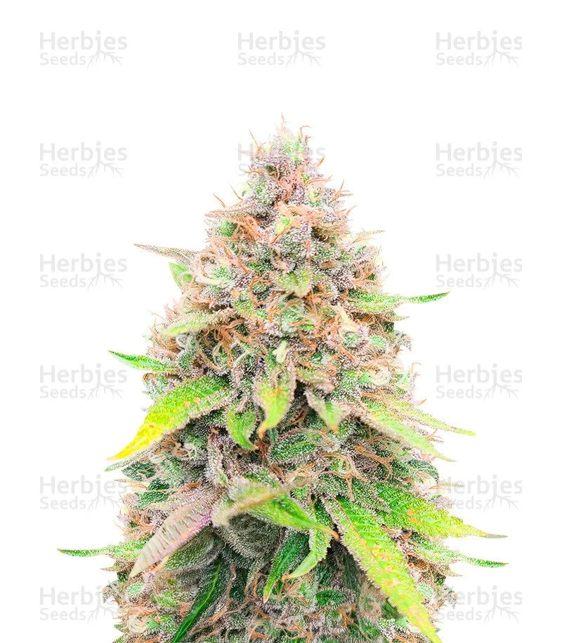 Peanut Butter Breath (Herbies Seeds)