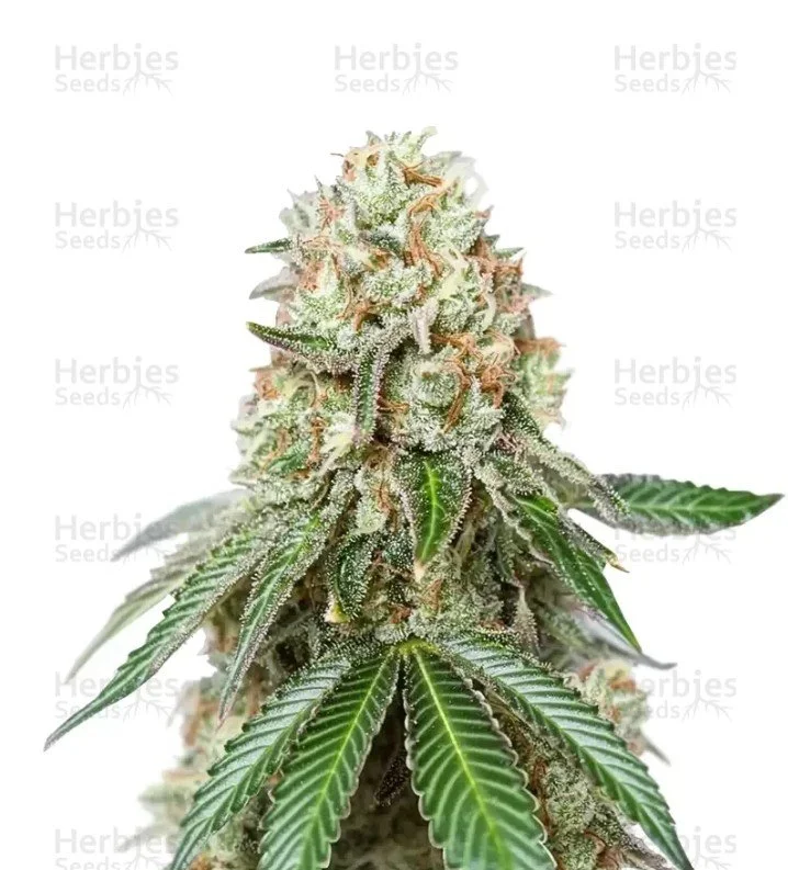 Bruce Banner Seeds