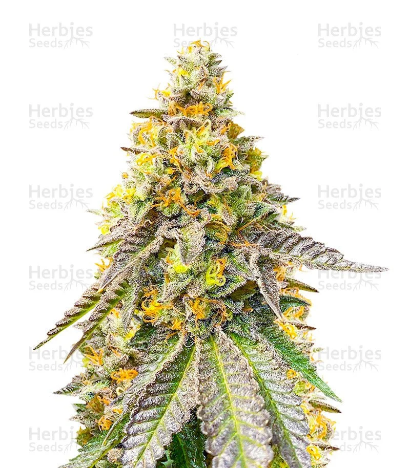 Girl Scout Cookies Fast Version Seeds (EGS)