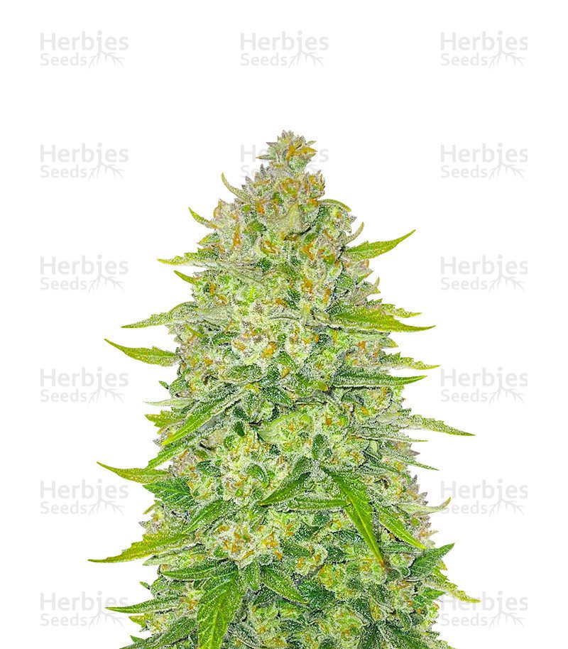 Papaya Cookies Auto Seeds