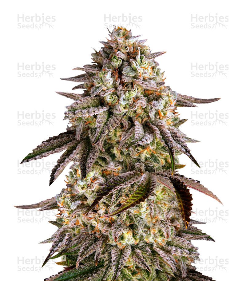 Blue Sunset Sherbert Seeds (Barney’s Farm)