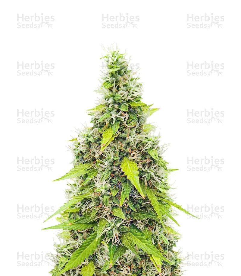 Auto GG#4 Original Glue F1 Seeds (Seedkeepers)