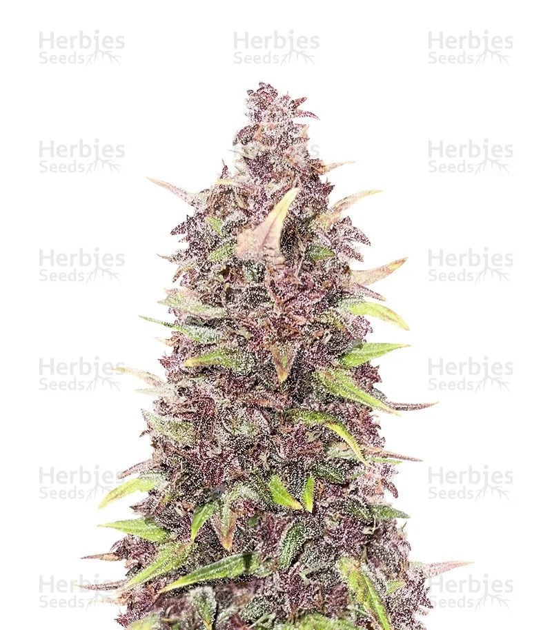 Purple Punch (Herbies Seeds)