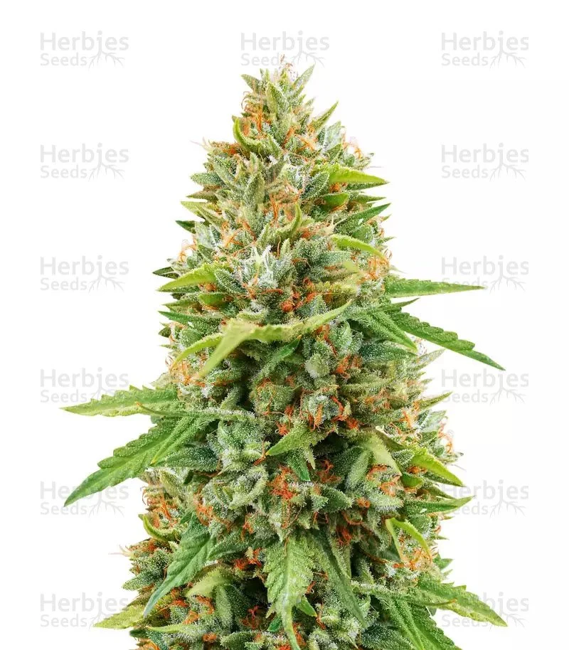 Do-si-Dos (Herbies Seeds)