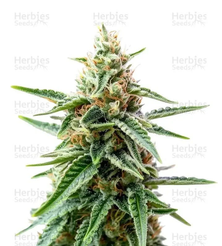 AK Triple Haze Auto Seeds