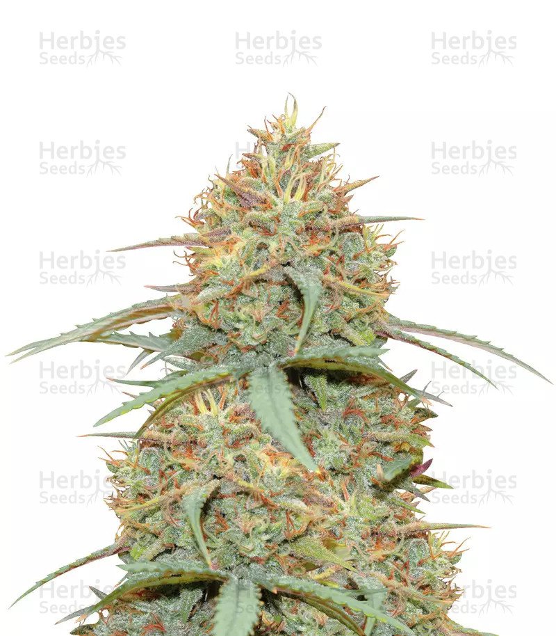 Original Auto Cheese Seeds