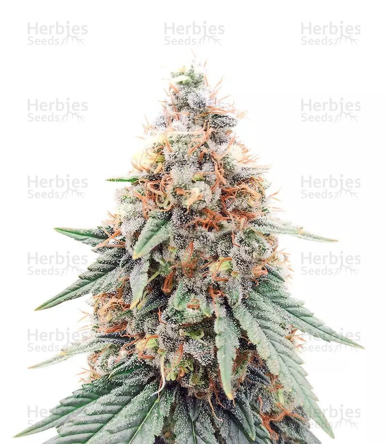 Northern Lights Seeds (Herbies Seeds)
