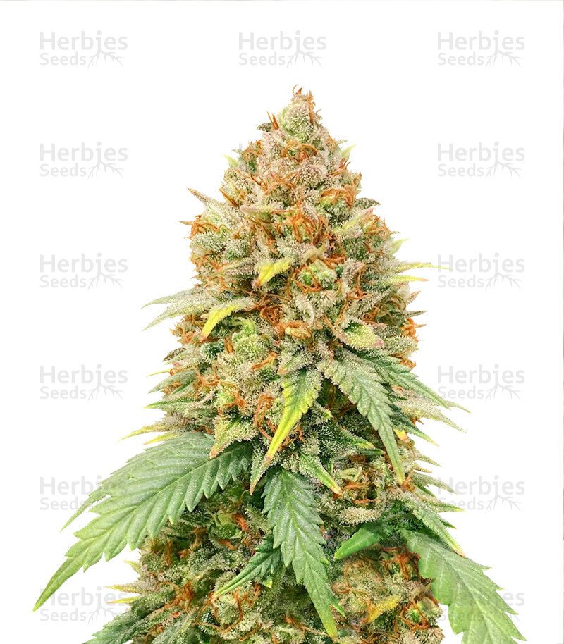 Blueberry Cheese (aka Blue Cheese) Seeds