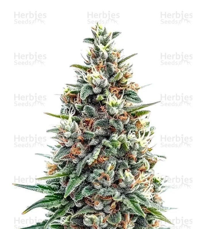 Tropicana Cookies Purple Seeds