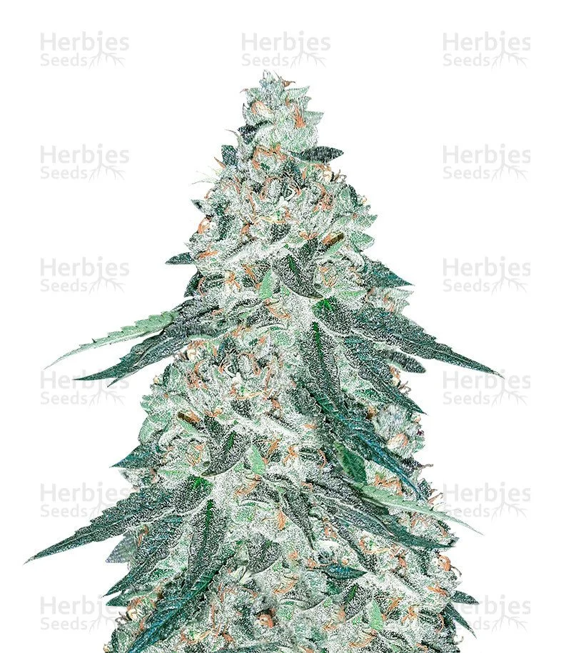 Gelato (Herbies Seeds)