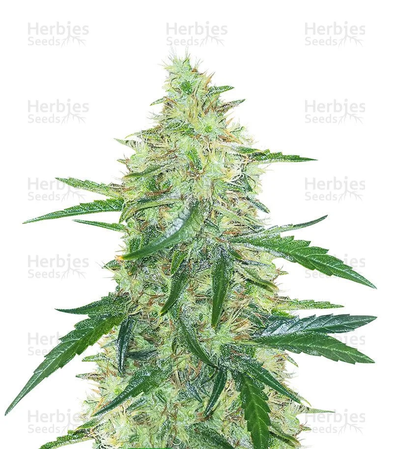 Apple Strudel Auto Seeds