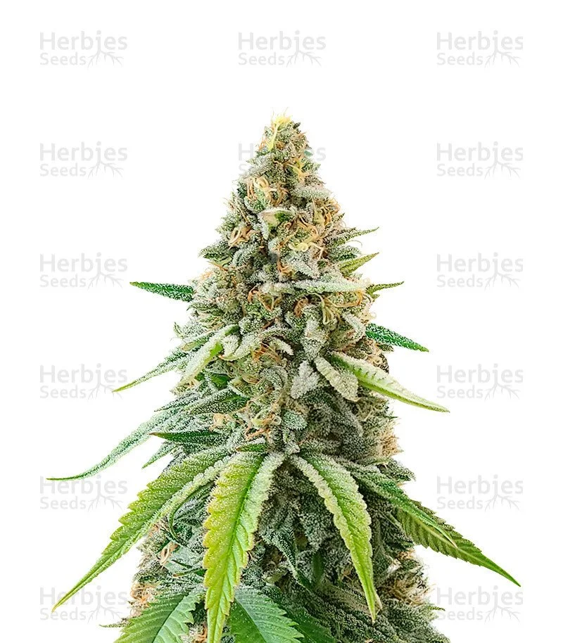 Ghost Train Haze x Pellezino (Herbies Seeds)