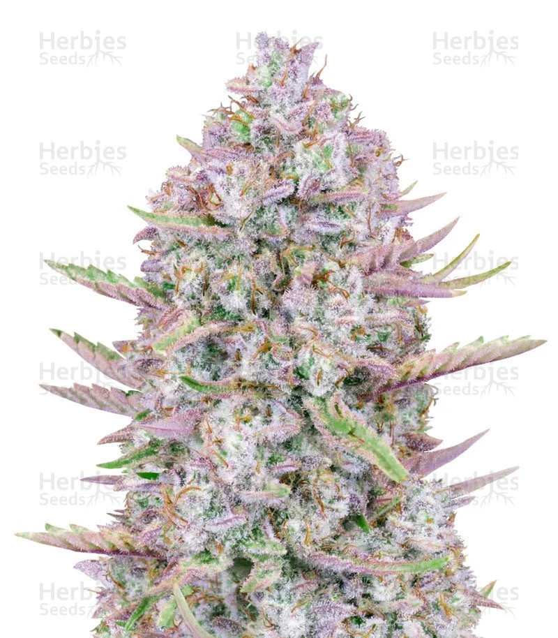 Purple Punch Seeds (Fast Buds)