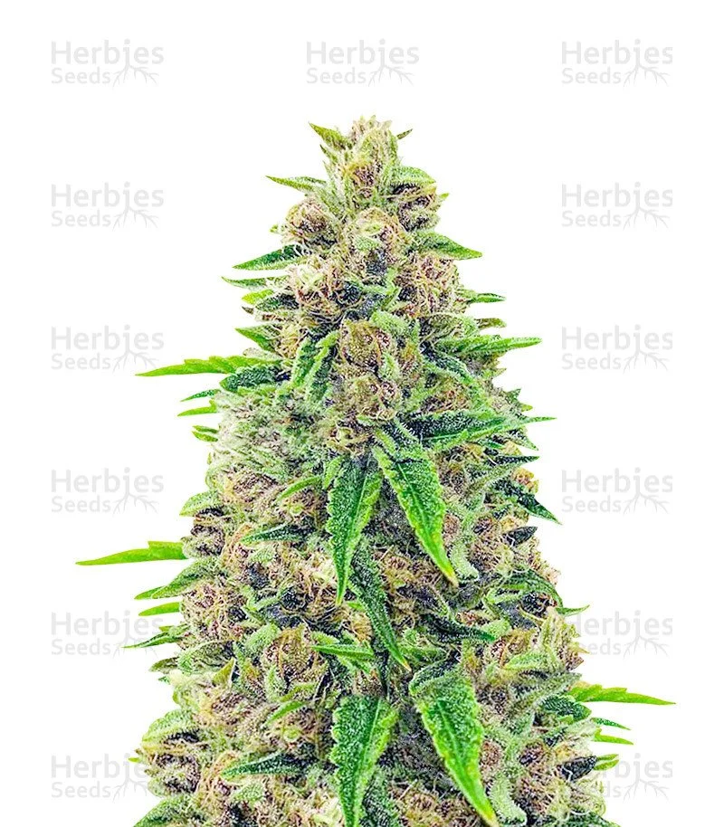 Totally Alpha OG Seeds (AlphaFem Seeds) - Cannabis Strain Seeds for Sale