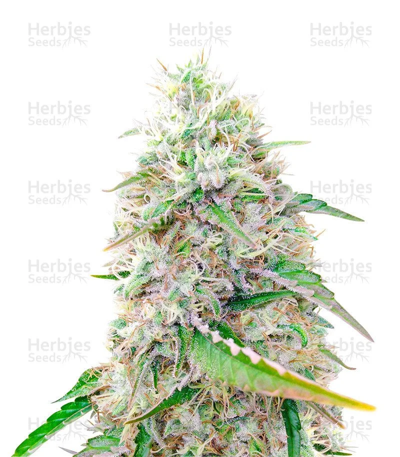 Sour Diesel (Herbies Seeds)
