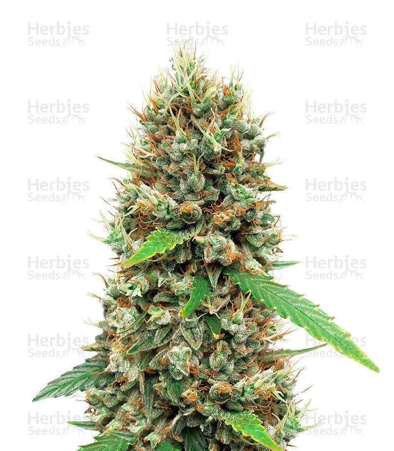 White Widow Autoflower (Herbies Seeds)