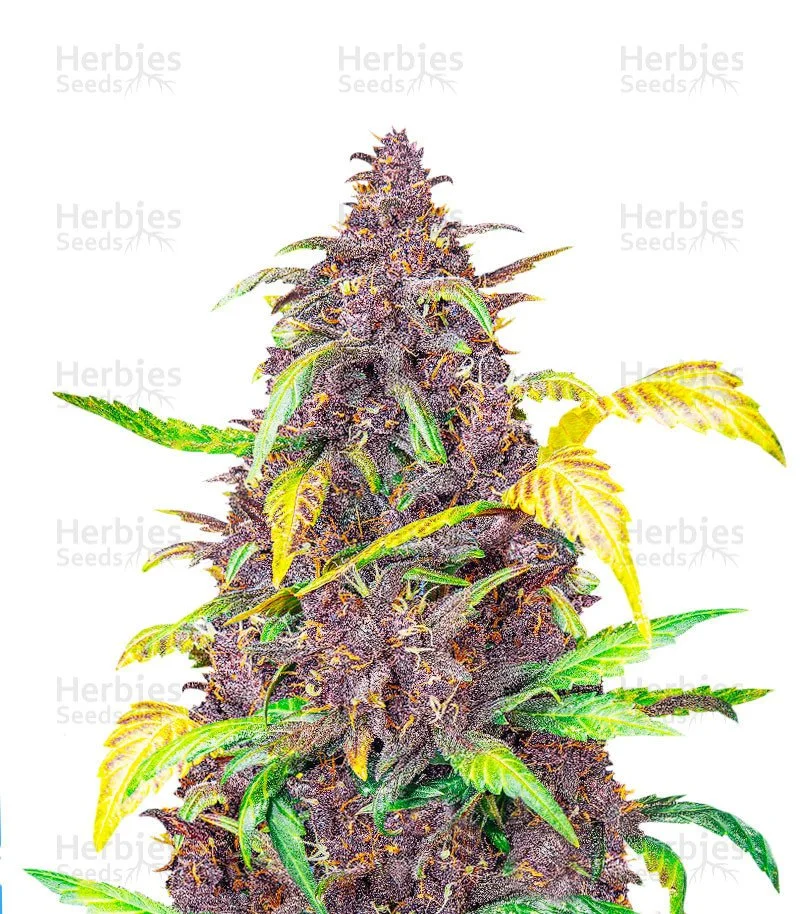 Auto Blackberry Kush Seeds