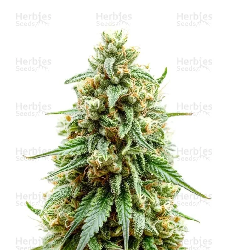 Strawberry Cough Auto Seeds