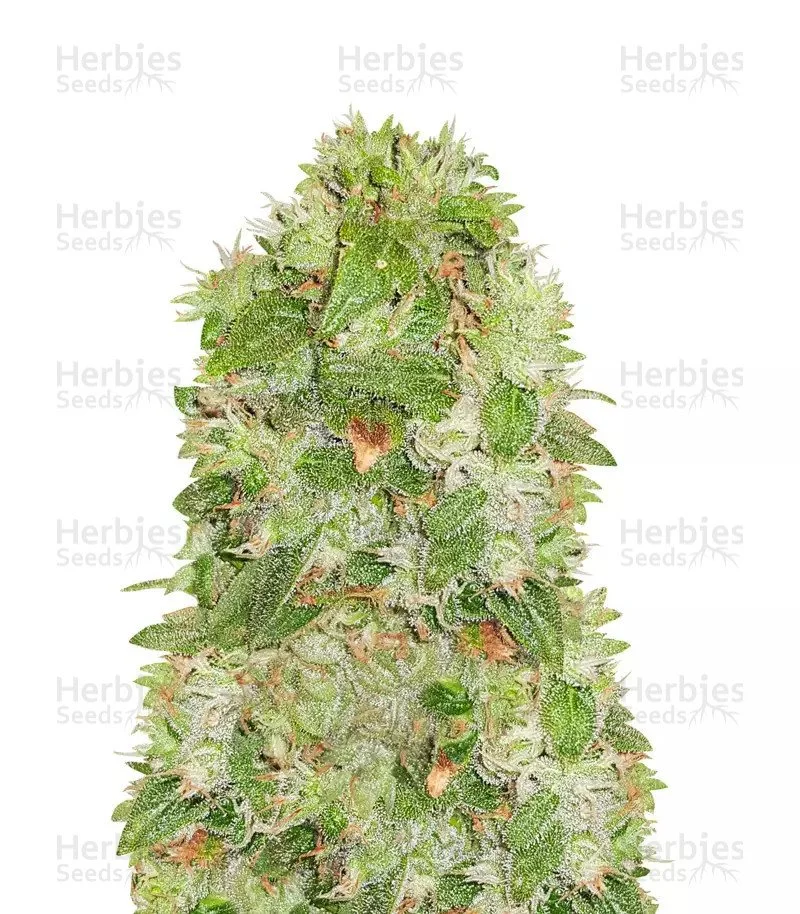 Moby Dick Seeds (Barney's Farm)