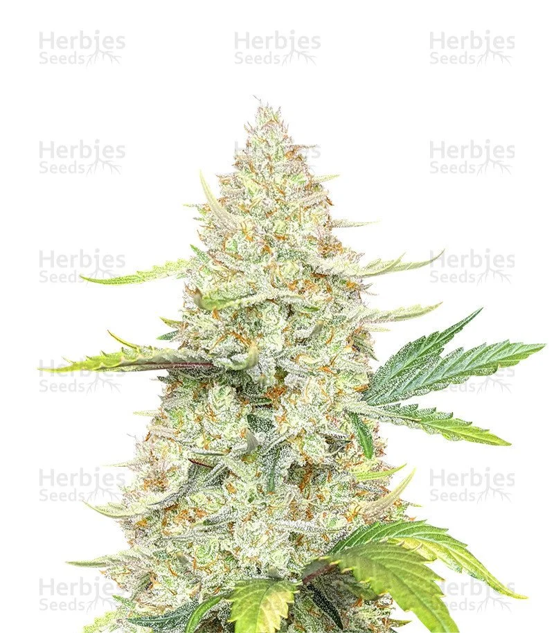 Sunset Sherbet (Herbies Seeds)
