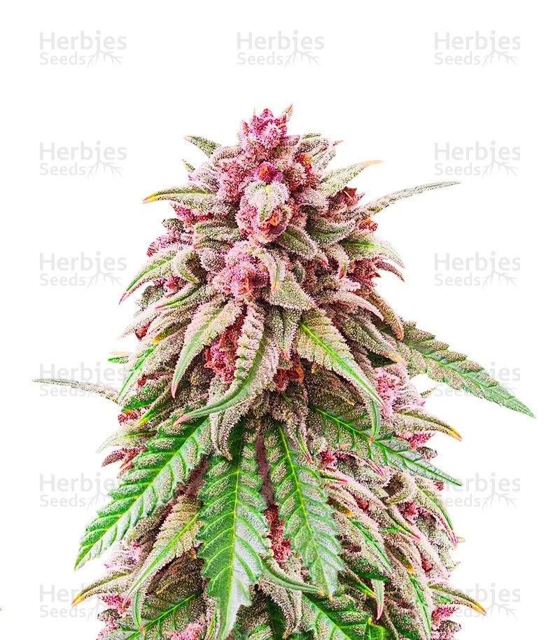 Still Bubba Seeds (AlphaFem Seeds)