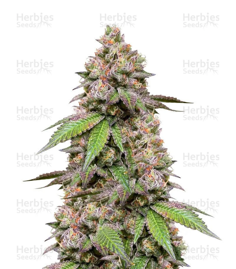 DDoS #33 Seeds (Herbies Seeds)