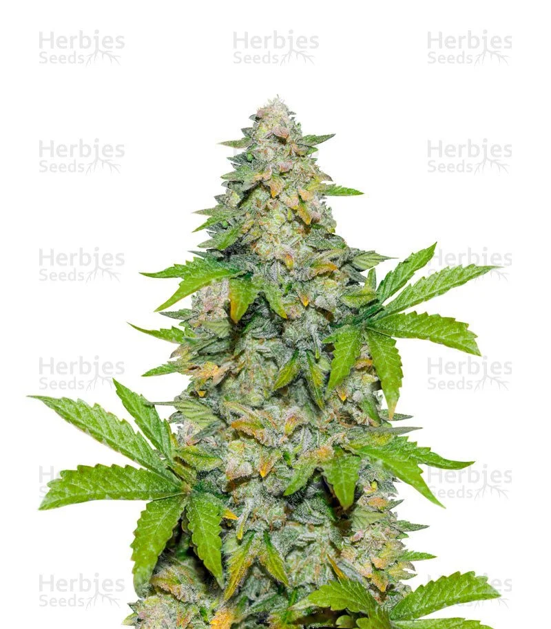 Durban Poison Autoflower (Herbies Seeds)