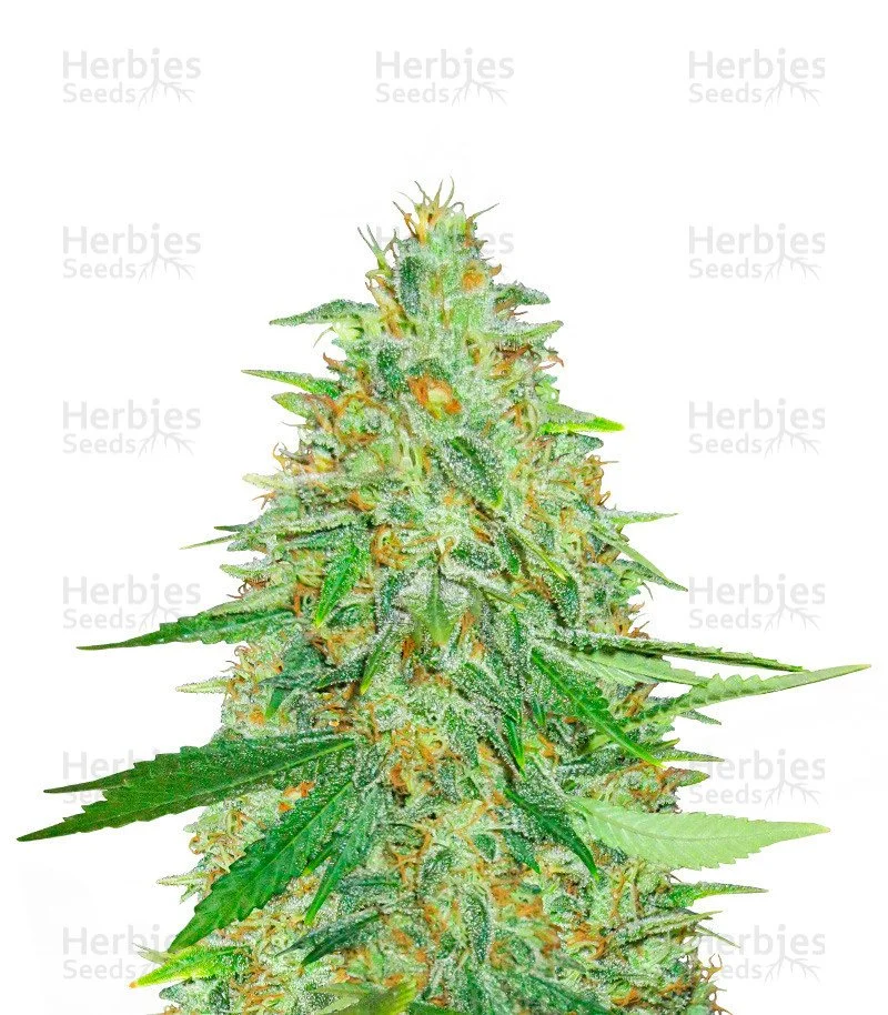 Afghan Kush (Herbies Seeds)