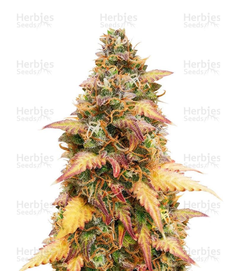 LSD Autoflower (Herbies Seeds)
