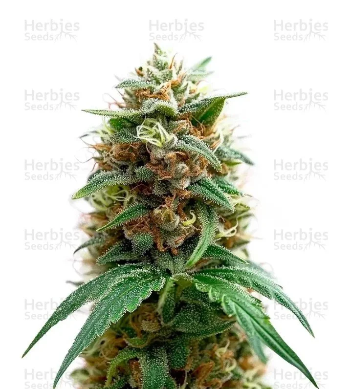 Purple OG Punch Seeds