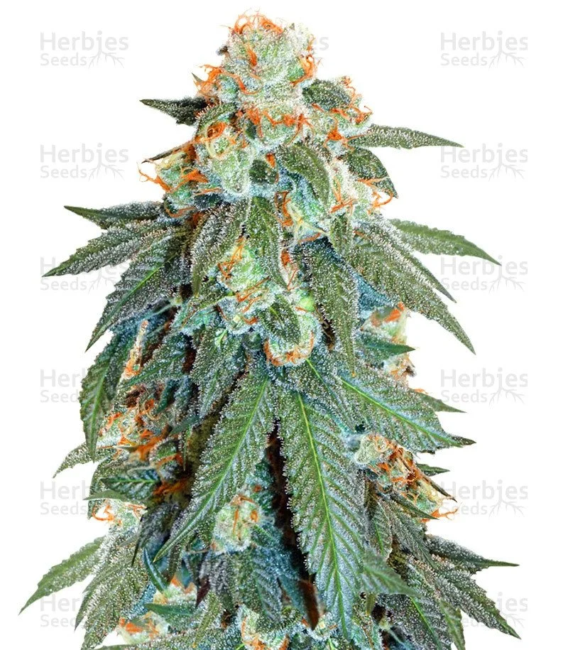 Auto Orange Bud Seeds (Dutch Passion)
