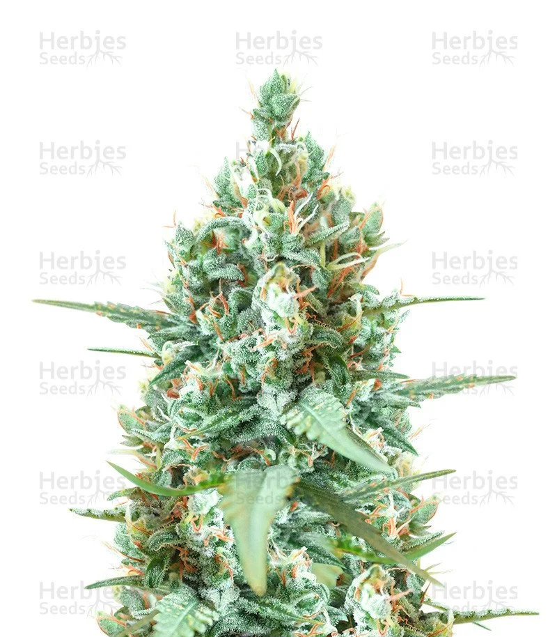 Godzilla Original Glue GG#4 Auto Seeds