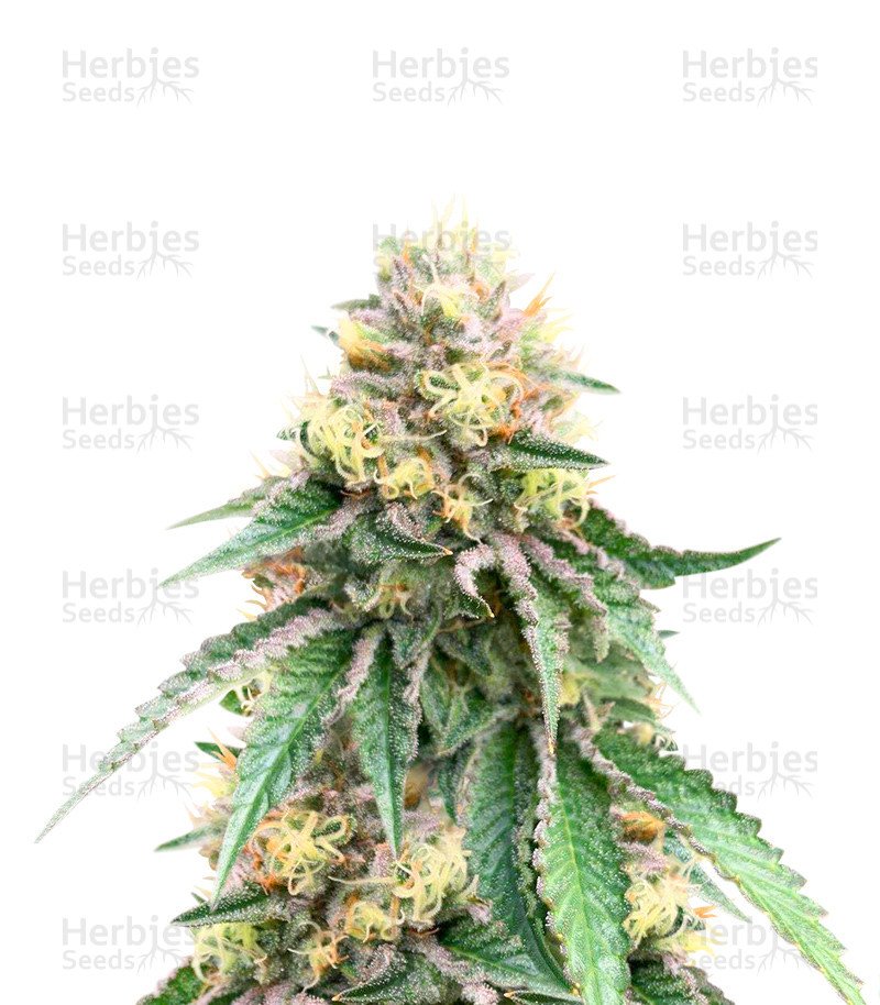 Birthday Cake (Herbies Seeds)