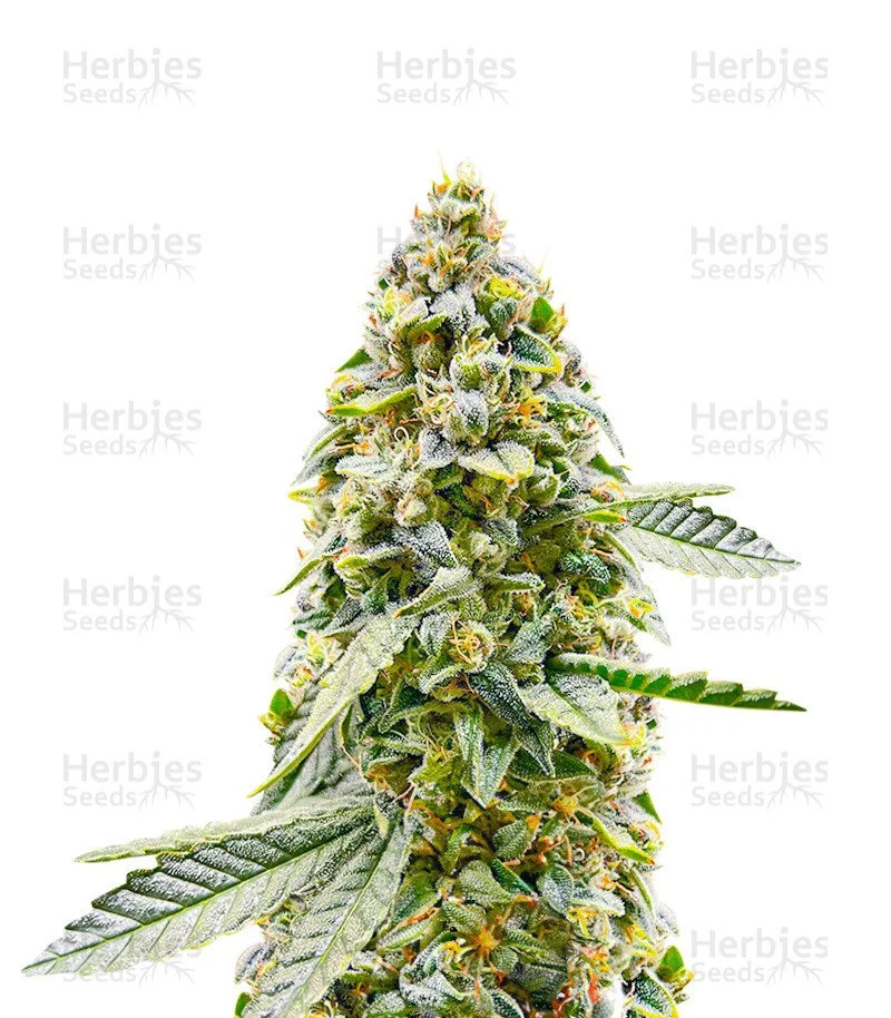 Hero Cookies Seeds (AlphaFem Seeds)