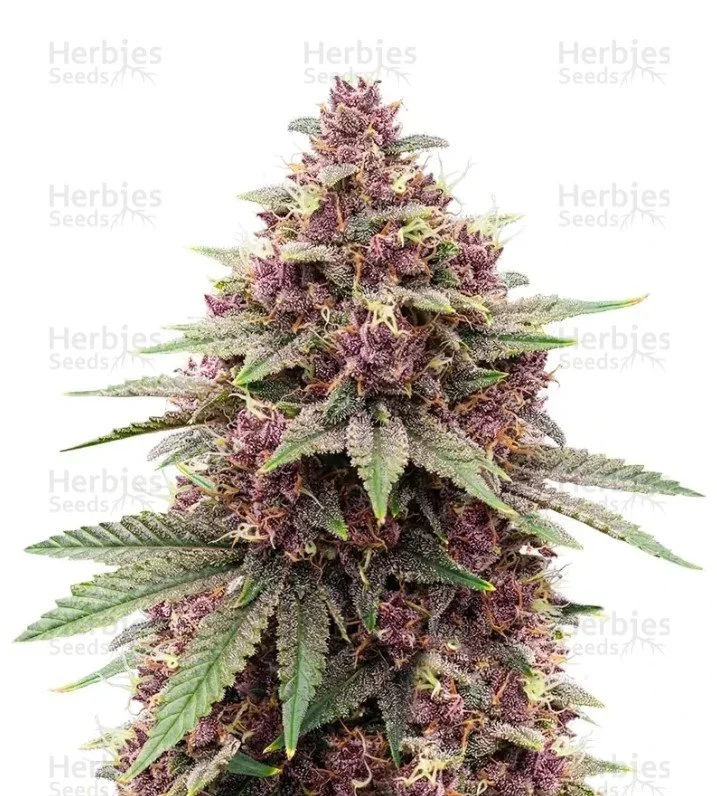 Granddaddy Purple Seeds